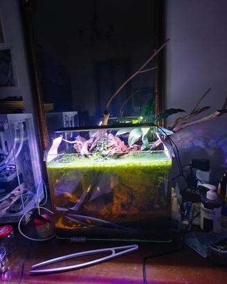Acquario completo 35L – Allestimento “caverna somm