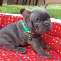 Cuccioli di bulldog francesi blu maschio femmina