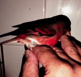 Cardinalini del Venezuela e F1