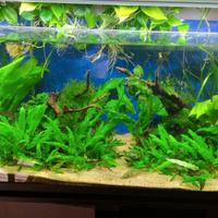 Acquario con Guppy cardine e accessori , leggi 