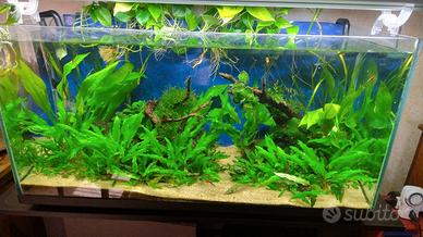 Acquario con Guppy cardine e accessori , leggi 