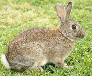 Cani mastri