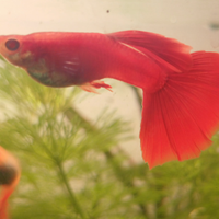 Guppy albino full red