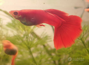 Guppy albino full red
