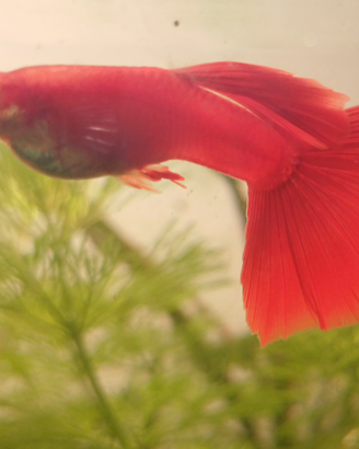 Guppy albino full red