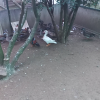 Anatre mandarine ed altre