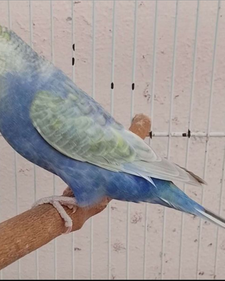 Uccelli