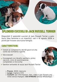 cuccioli di jack russel