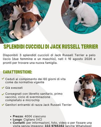 cuccioli di jack russel