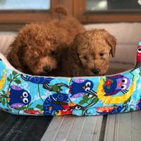 Cuccioli di barboncini toy maschi femmine