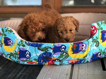 Cuccioli di barboncini toy maschi femmine