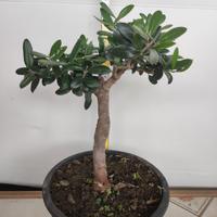 Ulivo prebonsai U18
