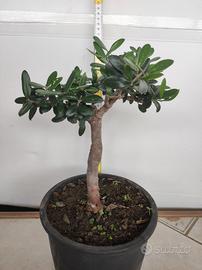 Ulivo prebonsai U18