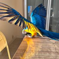 Ara ararauna di 6 mesi + voliera + trespolo