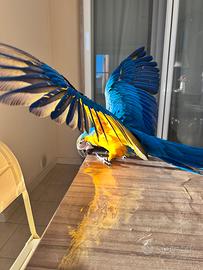 Ara ararauna di 6 mesi + voliera + trespolo