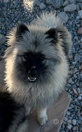 Cuccioli di Keeshond/Spitz Tedesco
