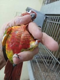 pyrrhura molinae red 