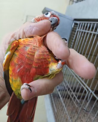 pyrrhura molinae red 
