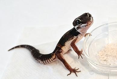 Geco leopardino Black Night puro, TSM