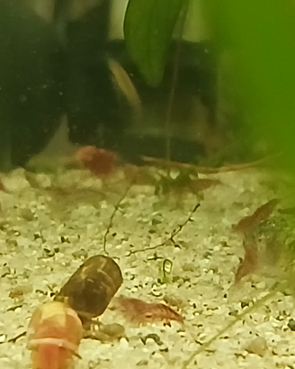 Gamberi