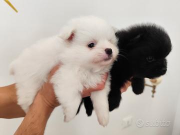 Cuccioli di Spitz tedesco