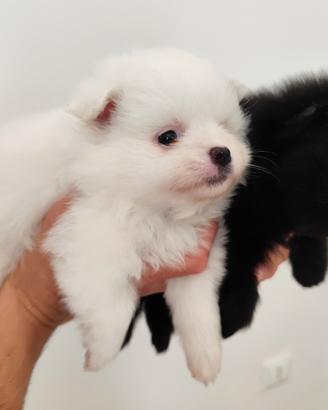 Cuccioli di Spitz tedesco