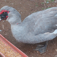Anatra muta maschio