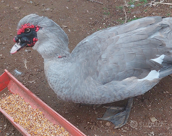 Anatra muta maschio