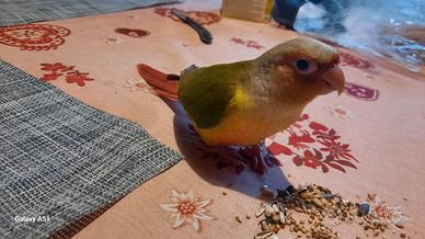 Pirrurha molinae allevati a mano