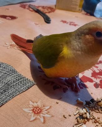 Pirrurha molinae allevati a mano