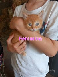 Gattini