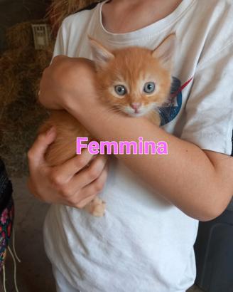 Gattini