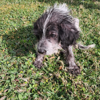 Cuccioli mix lagotto in adozione da privato