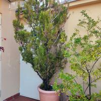 Piante in vasi di resina