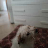 Jack Russell per monta