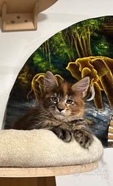 Cuccioli Maine coon