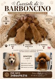 Cuccioli di barboncino