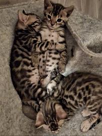 Gattini razza Bengal