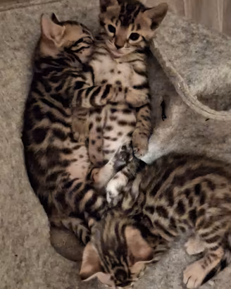 Gattini razza Bengal