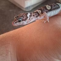 Geco leopardino black Black night x Mack Snow