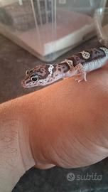 Geco leopardino black Black night x Mack Snow