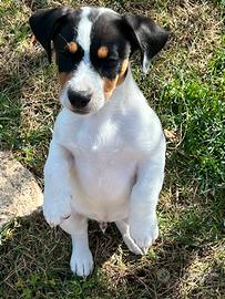 Cuccioli di Jack Russel