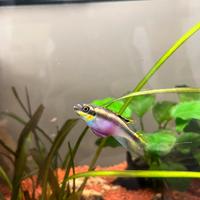 Ciclidi pancia rossa