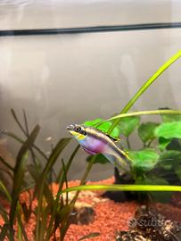 Ciclidi pancia rossa