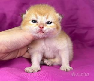 Gatto British Shorthair Maschio Golden