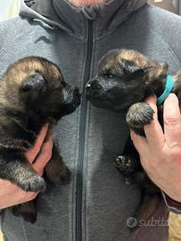 Meravigliosi cuccioli di pastore tedesco da lavoro