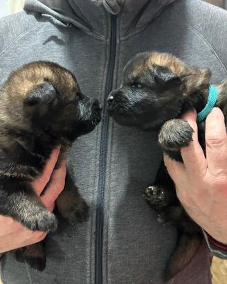 Meravigliosi cuccioli di pastore tedesco da lavoro