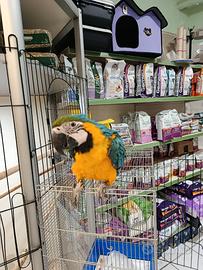 Pappagallo ara arauna