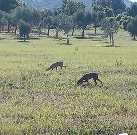 Segugio segugi dell'appennino