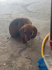 Cucciolo di bassotto